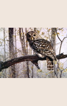 Пернатую хищницу с огромными глазами, задумчиво сидящую в тихом осеннем лесу «Мудрая сова» (35311)